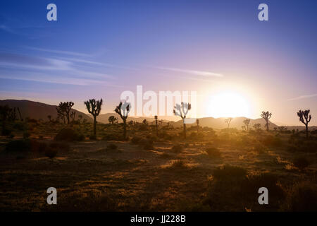 Vista panoramica di Joshua Tree piante al tramonto, Joshua Tree National Park, California, Stati Uniti d'America Foto Stock