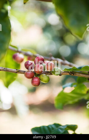 Caffè tropicale di alberi con ciliegie e fiori che sbocciano con layout verticale Foto Stock