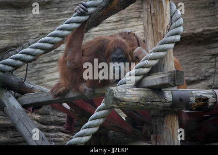 Close up degli orangutan, il fuoco selettivo.con corda e triste Foto Stock