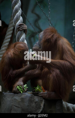 Close up degli orangutan, il fuoco selettivo.Mangia le verdure Foto Stock