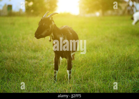 Capra Foto Stock