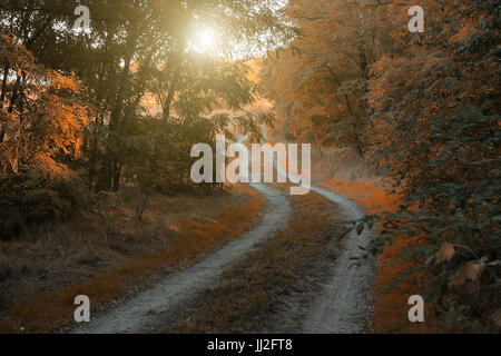In autunno la strada forestale Foto Stock