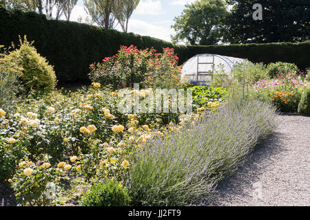 Grazioso giardino cottage con un polytunnel Crescente le rose, lavanda, pisello dolce e altri fiori. Foto Stock