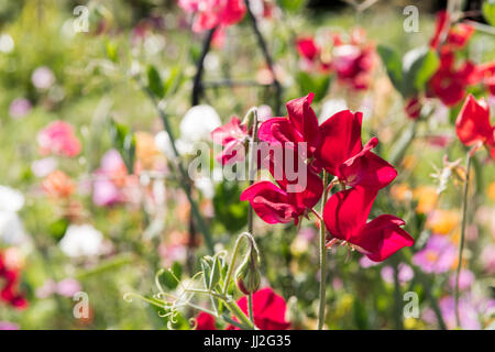 Sweetpea fiori in un grazioso cottage carden Foto Stock