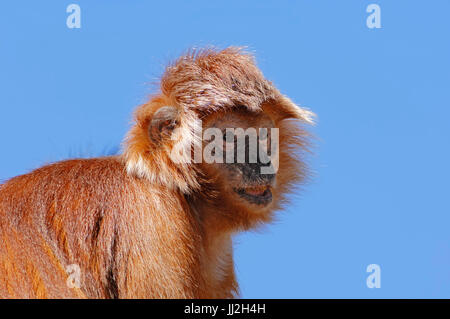 Iavan Langur / (Trachypithecus auratus auratus, Presbytis auratus auratus) / Ebano Leaf Monkey Foto Stock