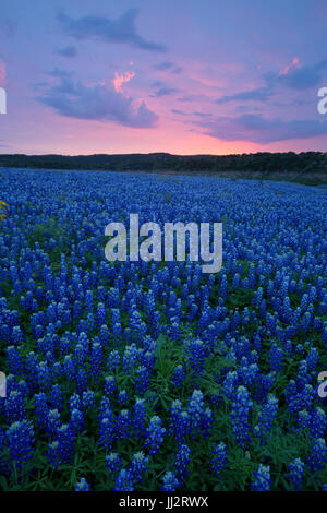 Un campo di Texas Bluebonnets (Lupinus texensis) lungo il Fiume Colorado in Texas Hill Country. Stati Uniti d'America Foto Stock