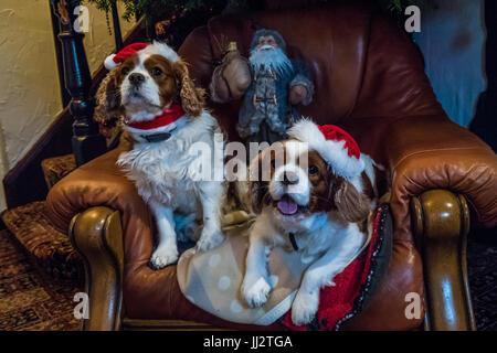 Cavalier King Charles épagneuls con cappelli di Natale seduto sotto un albero di natale. Foto Stock
