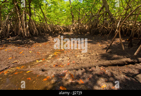 Un secco di bassifondi di marea foresta di mangrovie negli scarichi della sua ultima acqua a bassa marea. Prese nel sud della Florida, a Von D. Mizell-Eula Johnson parco dello stato. Foto Stock