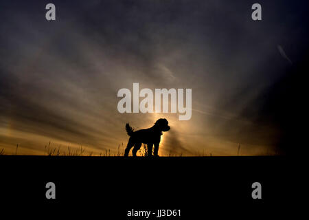 Heacham, UK. 18 Luglio, 2017. Coockie il cane cockapoo sorge sulla promenade parete come il sole sorge in Heacham, West Norfolk. Meteo, Heacham, luglio 18, 2017 Credit: Paolo Marriott/Alamy Live News Foto Stock