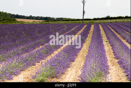 Heacham, Norfolk, Regno Unito. Il 18 luglio 2017. Meteo REGNO UNITO: caldo clima soleggiato sulla Norfolk campi di lavanda andgardens, Trattore la raccolta di piante in campi rurali sulla giornata calda Credito: WansfordPhoto/Alamy Live News Foto Stock