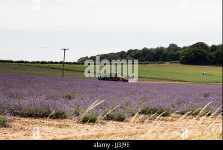Heacham, Norfolk, Regno Unito. Il 18 luglio 2017. Meteo REGNO UNITO: caldo clima soleggiato sulla Norfolk campi di lavanda andgardens, Trattore la raccolta di piante in campi rurali sulla giornata calda Credito: WansfordPhoto/Alamy Live News Foto Stock