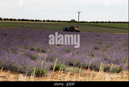 Heacham, Norfolk, Regno Unito. Il 18 luglio 2017. Meteo REGNO UNITO: caldo clima soleggiato sulla Norfolk campi di lavanda andgardens, Trattore la raccolta di piante in campi rurali sulla giornata calda Credito: WansfordPhoto/Alamy Live News Foto Stock