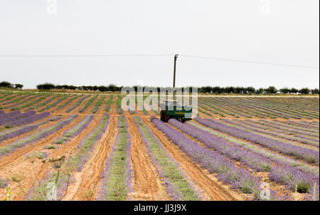 Heacham, Norfolk, Regno Unito. Il 18 luglio 2017. Meteo REGNO UNITO: caldo clima soleggiato sulla Norfolk campi di lavanda andgardens, Trattore la raccolta di piante in campi rurali sulla giornata calda Credito: WansfordPhoto/Alamy Live News Foto Stock