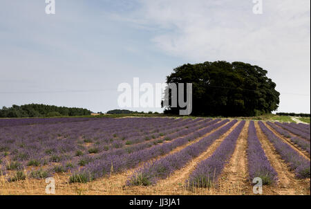 Heacham, Norfolk, Regno Unito. Il 18 luglio 2017. Meteo REGNO UNITO: caldo clima soleggiato sulla Norfolk campi di lavanda andgardens, Trattore la raccolta di piante in campi rurali sulla giornata calda Credito: WansfordPhoto/Alamy Live News Foto Stock
