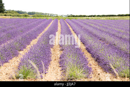 Heacham, Norfolk, Regno Unito. Il 18 luglio 2017. Meteo REGNO UNITO: caldo clima soleggiato sulla Norfolk campi di lavanda andgardens, Trattore la raccolta di piante in campi rurali sulla giornata calda Credito: WansfordPhoto/Alamy Live News Foto Stock