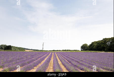 Heacham, Norfolk, Regno Unito. Il 18 luglio 2017. Meteo REGNO UNITO: caldo clima soleggiato sulla Norfolk campi di lavanda andgardens, Trattore la raccolta di piante in campi rurali sulla giornata calda Credito: WansfordPhoto/Alamy Live News Foto Stock