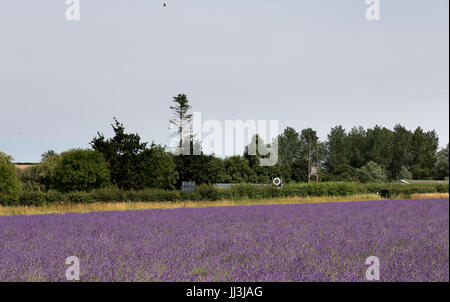 Heacham, Norfolk, Regno Unito. Il 18 luglio 2017. Meteo REGNO UNITO: caldo clima soleggiato sulla Norfolk campi di lavanda andgardens, Trattore la raccolta di piante in campi rurali sulla giornata calda Credito: WansfordPhoto/Alamy Live News Foto Stock
