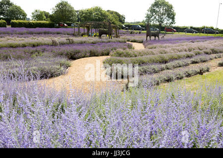 Heacham, Norfolk, Regno Unito. Il 18 luglio 2017. Meteo REGNO UNITO: caldo clima soleggiato sulla Norfolk campi di lavanda andgardens, Trattore la raccolta di piante in campi rurali sulla giornata calda Credito: WansfordPhoto/Alamy Live News Foto Stock