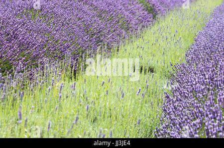 Heacham, Norfolk, Regno Unito. Il 18 luglio 2017. Meteo REGNO UNITO: caldo clima soleggiato sulla Norfolk campi di lavanda andgardens, Trattore la raccolta di piante in campi rurali sulla giornata calda Credito: WansfordPhoto/Alamy Live News Foto Stock