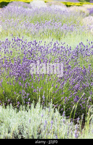 Heacham, Norfolk, Regno Unito. Il 18 luglio 2017. Meteo REGNO UNITO: caldo clima soleggiato sulla Norfolk campi di lavanda andgardens, Trattore la raccolta di piante in campi rurali sulla giornata calda Credito: WansfordPhoto/Alamy Live News Foto Stock