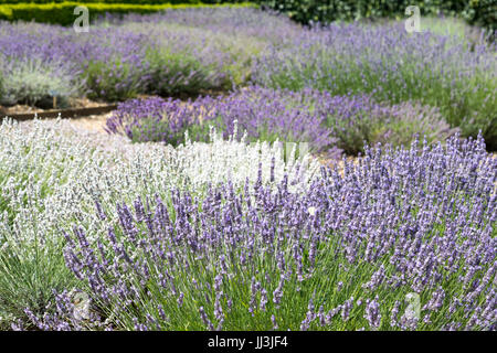 Heacham, Norfolk, Regno Unito. Il 18 luglio 2017. Meteo REGNO UNITO: caldo clima soleggiato sulla Norfolk campi di lavanda andgardens, Trattore la raccolta di piante in campi rurali sulla giornata calda Credito: WansfordPhoto/Alamy Live News Foto Stock