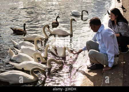 Londra, Regno Unito. 18 Luglio, 2017. Regno Unito Meteo: alimentazione dei cigni sul lago a serpentina in Hyde Park in un caldo pomeriggio. © Guy Corbishley/Alamy Live News Foto Stock