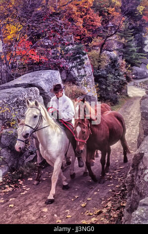 20's-30's uomo riding del cavallo bianco, con altri 3 a rimorchio. Foglie di autunno sugli alberi, stretto sentiero circondato da rocce di grandi dimensioni. Il trasporto di cavalli su sentiero. Foto Stock