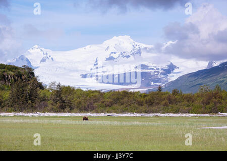 Grizzly, orso bruno, Hallo Bay, Katmai Nationalpark, Alaska, STATI UNITI D'AMERICA Foto Stock