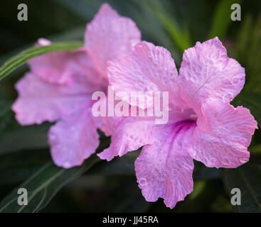 Rosa pod Popping fiore con la goccia d'acqua cure naturali Foto Stock