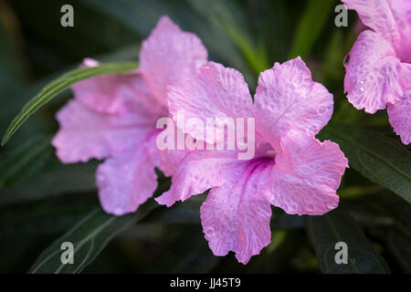 Rosa pod Popping fiore con la goccia d'acqua cure naturali Foto Stock