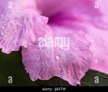 Rosa pod Popping fiore con la goccia d'acqua cure naturali Foto Stock