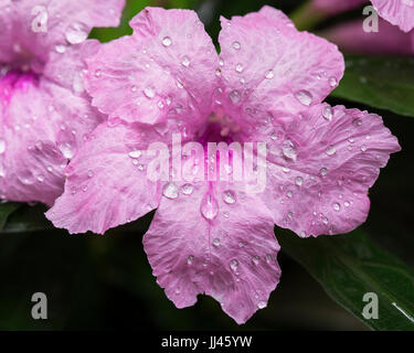 Rosa pod Popping fiore con la goccia d'acqua cure naturali Foto Stock