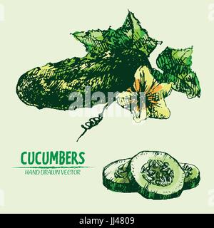Vettore digitale linea dettagliata arte colori vegetali di cetriolo disegnati a mano retrò illustrazione insieme di raccolta. Artistico sottile Matita contorno. Vintage piatto di inchiostro Illustrazione Vettoriale