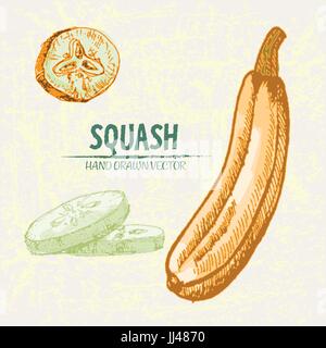 Vettore digitale linea dettagliata arte Il colore squash vegetali disegnati a mano retrò illustrazione insieme di raccolta. Artistico sottile Matita contorno. Vintage appartamento inchiostro s Illustrazione Vettoriale