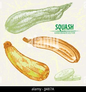 Vettore digitale linea dettagliata arte Il colore squash vegetali disegnati a mano retrò illustrazione insieme di raccolta. Artistico sottile Matita contorno. Vintage appartamento inchiostro s Illustrazione Vettoriale