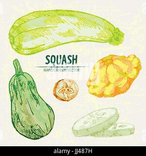 Vettore digitale linea dettagliata arte Il colore squash vegetali disegnati a mano retrò illustrazione insieme di raccolta. Artistico sottile Matita contorno. Vintage appartamento inchiostro s Illustrazione Vettoriale