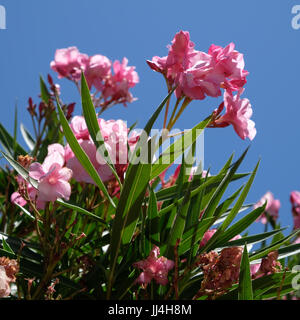 Nerium oleander doppia Cultivar rosa Foto Stock