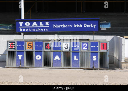 Corse Greyhound Irlanda del Nord, Regno Unito. Una trappola per levrieri al Drumbo Park Greyhound Stadium, Lambeg, Irlanda del Nord. Foto Stock