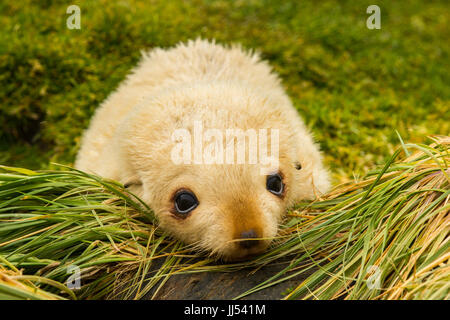 Una bionda Antartico pelliccia sigillo pup a Fortuna Bay, Georgia del Sud e Isole Sandwich del Sud Foto Stock