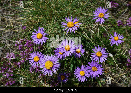 Millefiori Aster amellus, Europeo Michaelmas-daisy, alpi svizzere, Svizzera Foto Stock