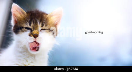 Sleepy cat; la cute viso assonnato di un gattino Foto Stock