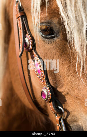 Close-up di Welsh Cob cavallo che indossa un rosa western briglia. Paesi Bassi Foto Stock