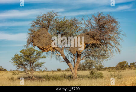 Socievole Weaver (Philetairus socius) comunità nido in un albero, Kgalagadi Parco transfrontaliero, Sud Africa. Foto Stock