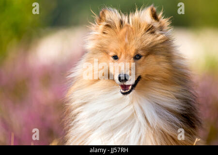 Sheltie, Shetland Sheepdog. Ritratto di sable adulto con la fioritura heather in background. Paesi Bassi Foto Stock