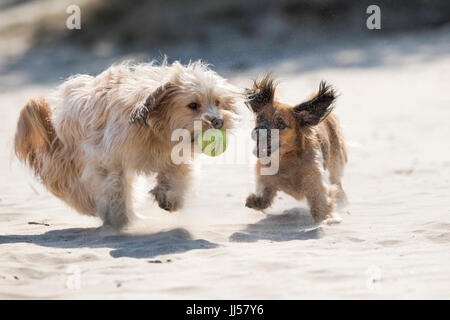 Incroci di cane (Maltese x Bassotto in esecuzione sulla sabbia. I fratelli su una spiaggia, giocando con una palla. Paesi Bassi Foto Stock