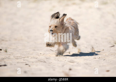 Incroci di cane (Maltese x Bassotto in esecuzione sulla sabbia. Paesi Bassi Foto Stock