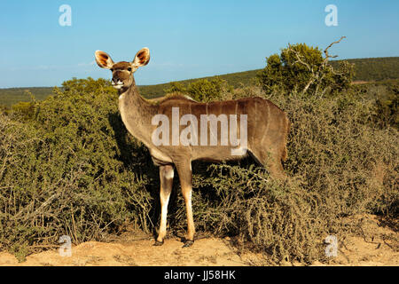 Unica femmina grande Kudu maggiore (Tragelaphus strepsiceros) nella parte anteriore di cespugli si alzò in piedi e guardare avanti Foto Stock