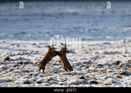 Red Fox (Vulpes vulpes vulpes), coppia playfighting durante la stagione degli amori in inverno Foto Stock