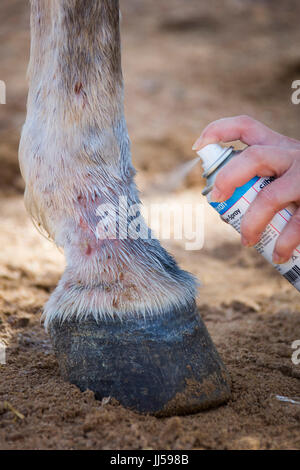 Arabian Horse affetti da febbre di fango, trattamento con uno spray contenente argento Foto Stock