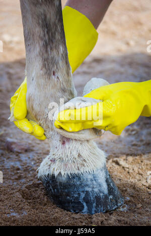 Arabian Horse affetti da febbre di fango, trattamento Foto Stock